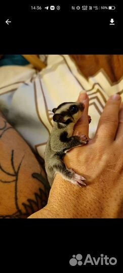 Белка летяга