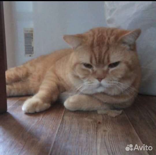 Котята метисы