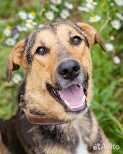 Метис овчарки Ян