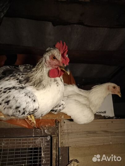 Продам петушка