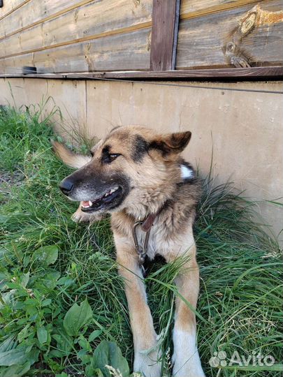 Красивая собачка