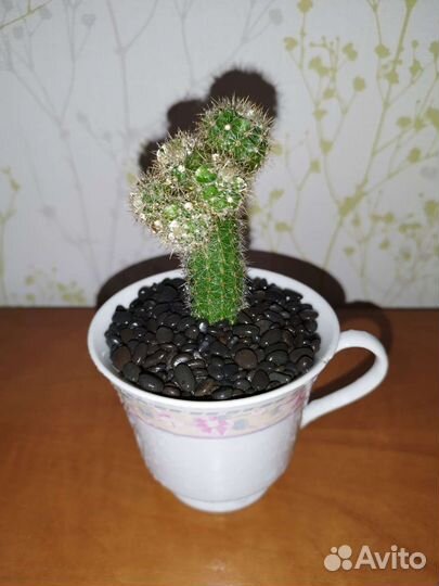 Кактус Тайский