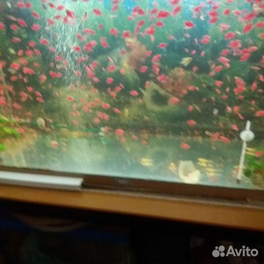 Аквариумные рыбки и растения