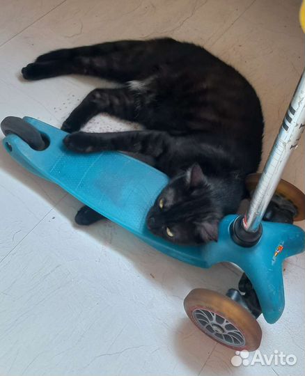 Самокат детский трехколесный бу