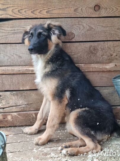 Милый щенок Шкипер из приюта в добрые руки
