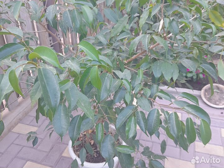 Фикус бенджамина