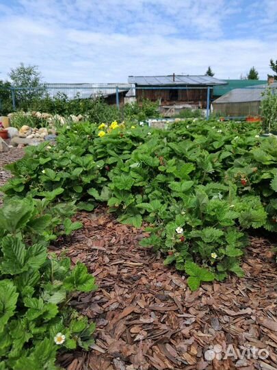 Мульча кора лиственницы