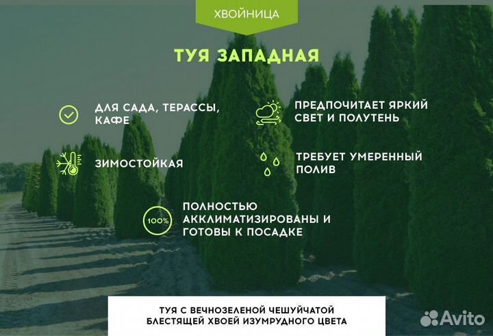 Туя Смарагд 1,8-2 м