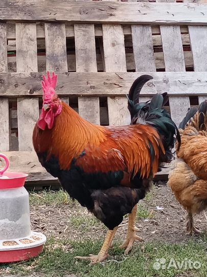 Петух породы Московская черная