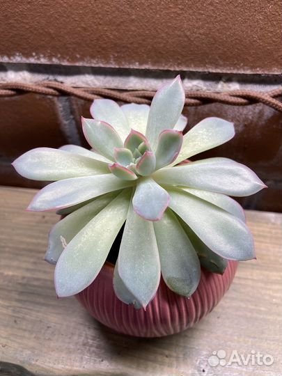 Эхеверия Пулидонис