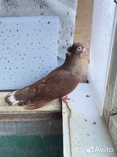 Голуби 3 пары по договорной цень