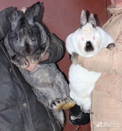 Классные крольчата