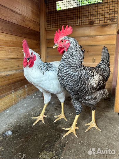 Молодые петухи