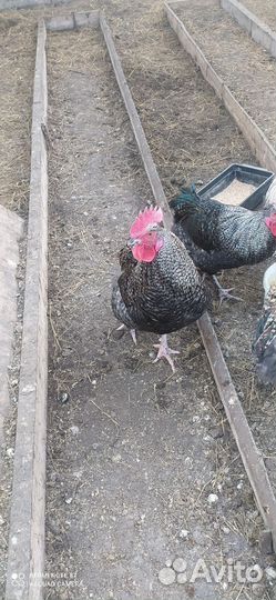 Гусак+ гусыня, обмен на цыплят