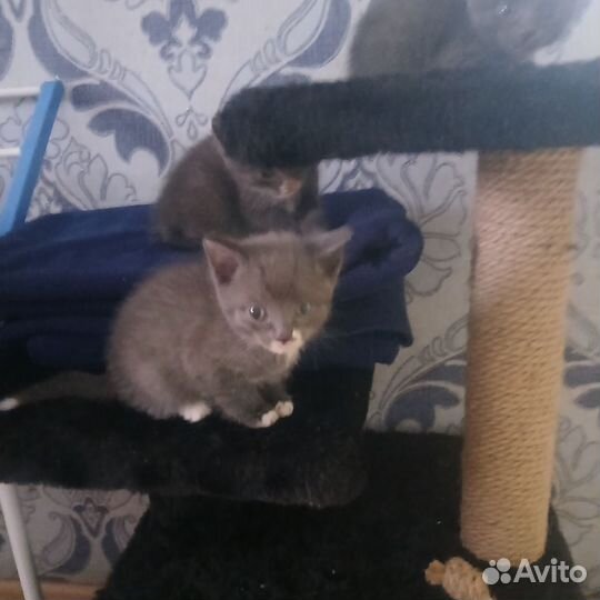 Отдам кота в добрые руки