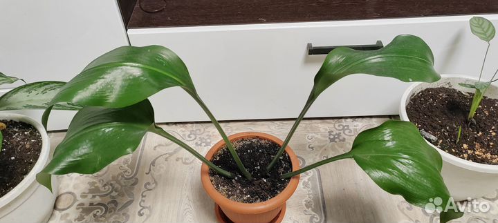 Продам цветы комнатные