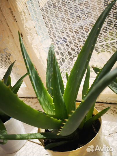 Алоэ Вера растение