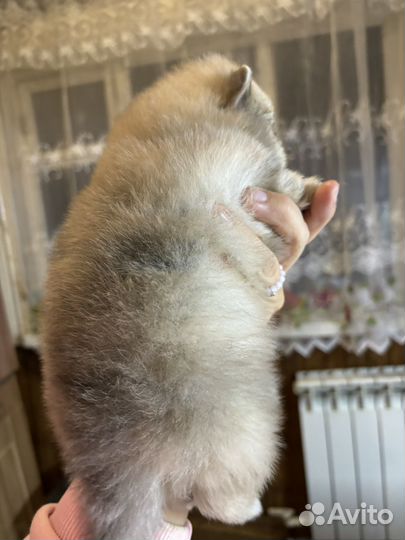 Померанский шпиц