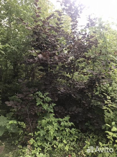 Черемуха вергинская