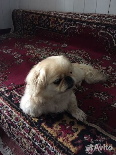 Вязка пекинес