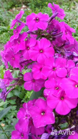 Флокс многолетний