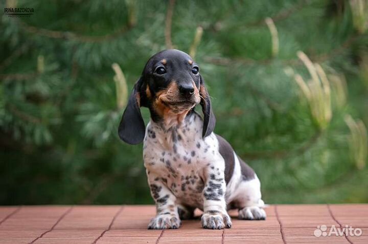 Такса щенки кроличьи/мини в шикарном окрасе