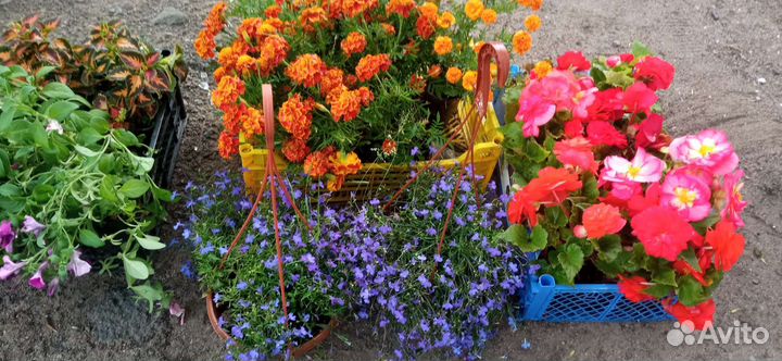 Цветы на балкон и в грядку