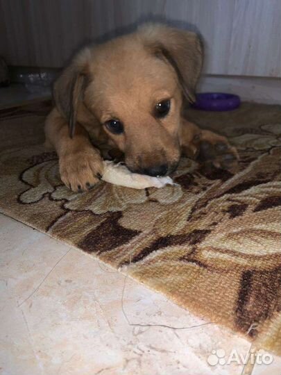 Щенок 3 месяца