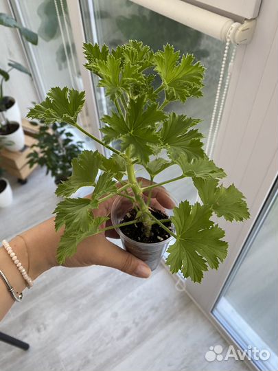 Королевская пеларгония