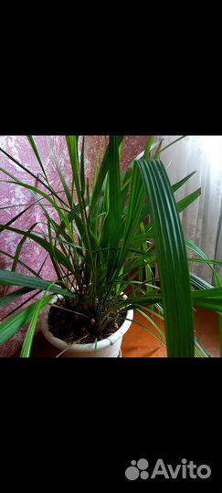 Комнатные цветы