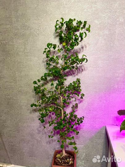 Сортовые фикусы большие и маленькие