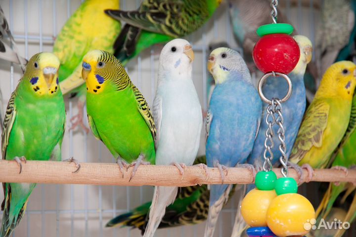 Волнистые попугаи для каждого. Большой выбор