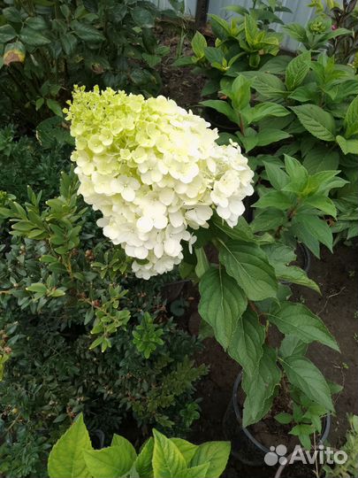 Гортензия метельчатая зкс