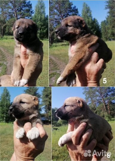 Щенки алабая