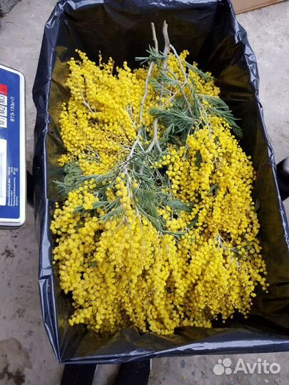 Мимоза оптом