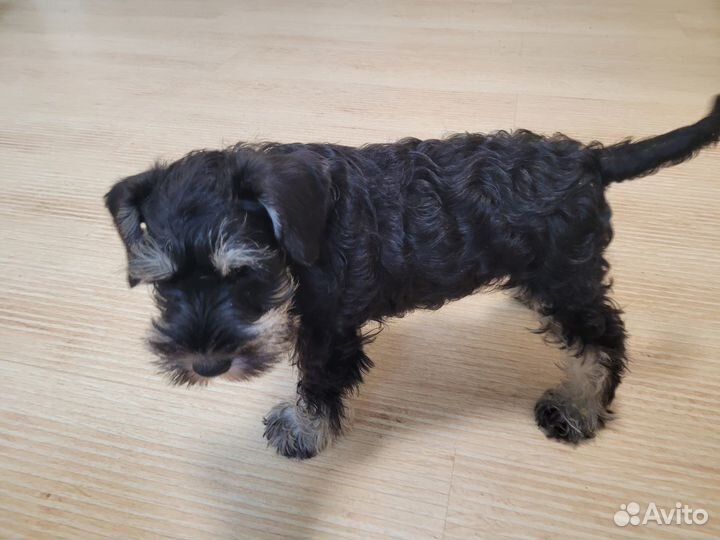 Щенок Цвергшнауцера