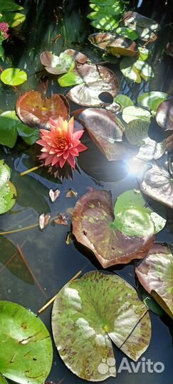 Нимфея(кувшинка)сорт Wanvisa