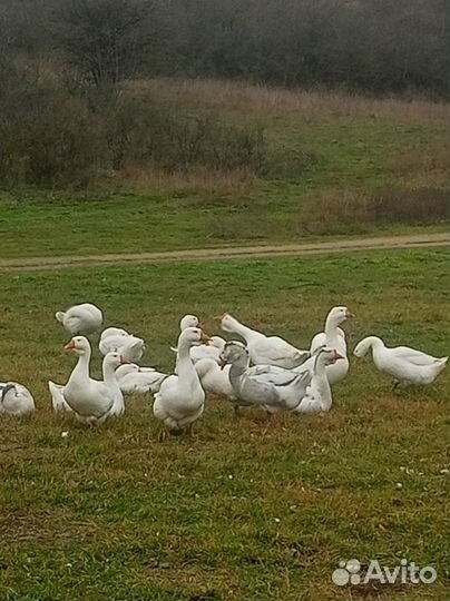 Ст. край с.солдато- александровское