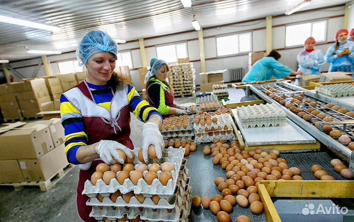 Набираем сотрудников на птицефабрику - вахта Пермь