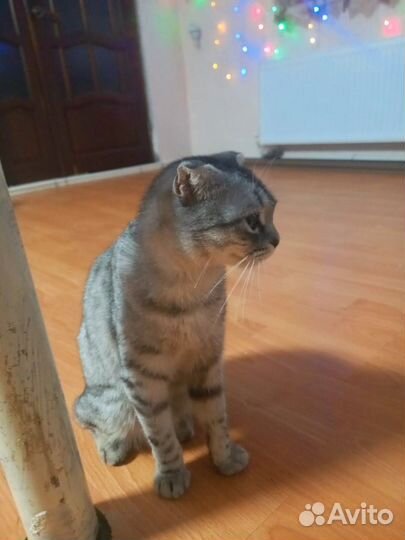 Продаем котикоа