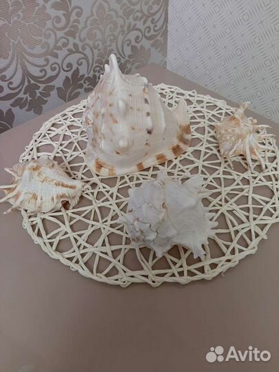 Морские ракушки