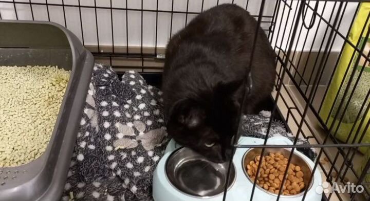 Зоогостиница для животных Умка, передержка