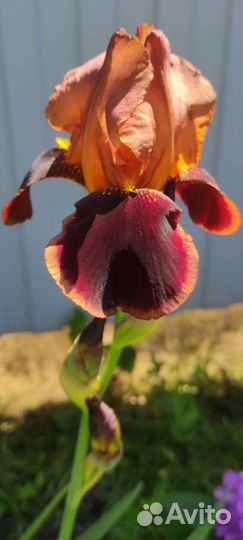 Ирисы бородатые