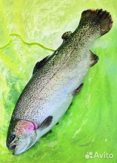 Продаю форель радужную