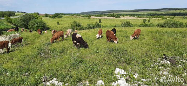 Бычки сементалы