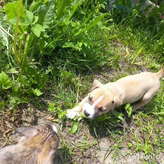 Стаффордширский терьер щенки щенок