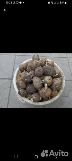 Семенной картофель гала