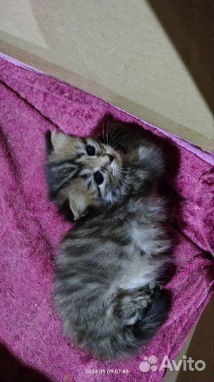 Шотландская