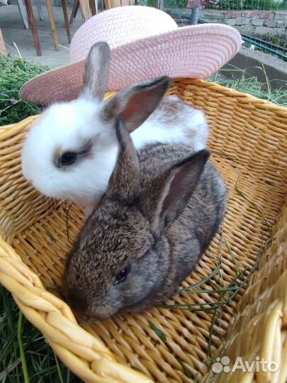 Продам крольчат