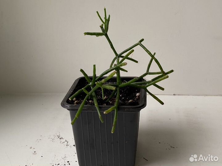 Хатиора суккулент